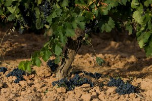 Viñedos en Pedrosa de Duero (Burgos)